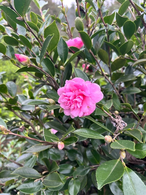 茶梅 茶花 高杆矮秆 朝仓 财神 小桃红等 四季常青  原土球发货