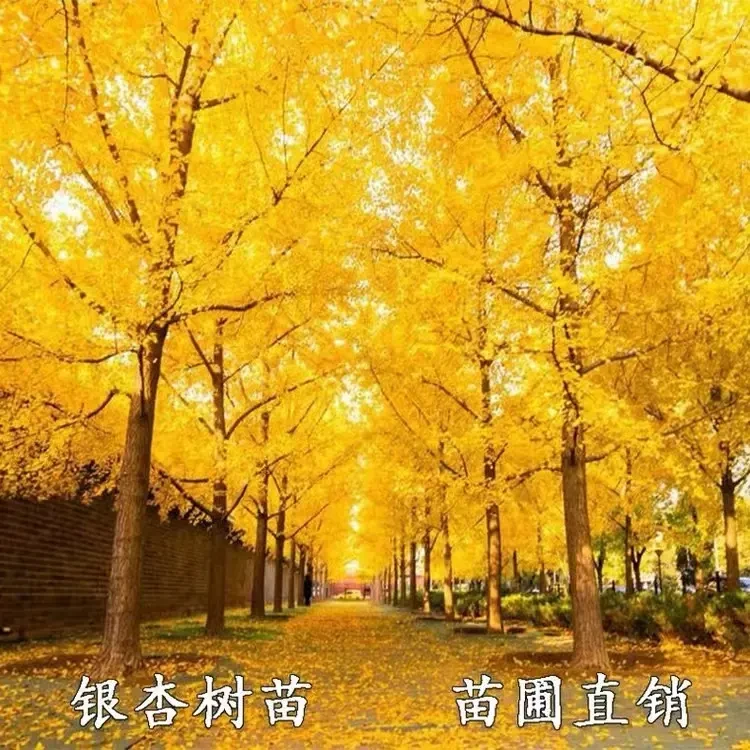 银杏树苗白果活苗秋季金叶银杏小苗庭院风景拆迁占地苗南北方种植
