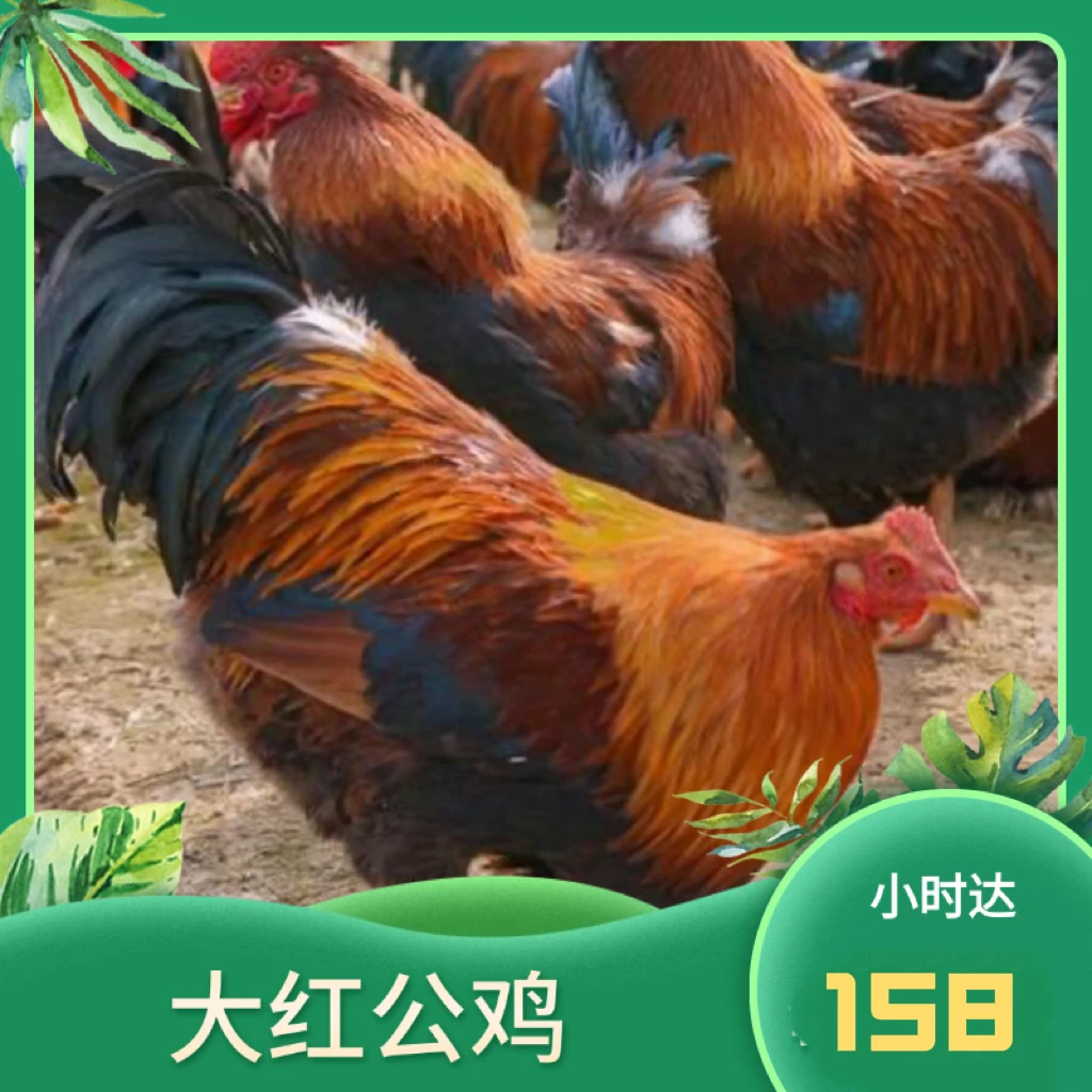 【直播专享】大红公鸡4.5公斤左右