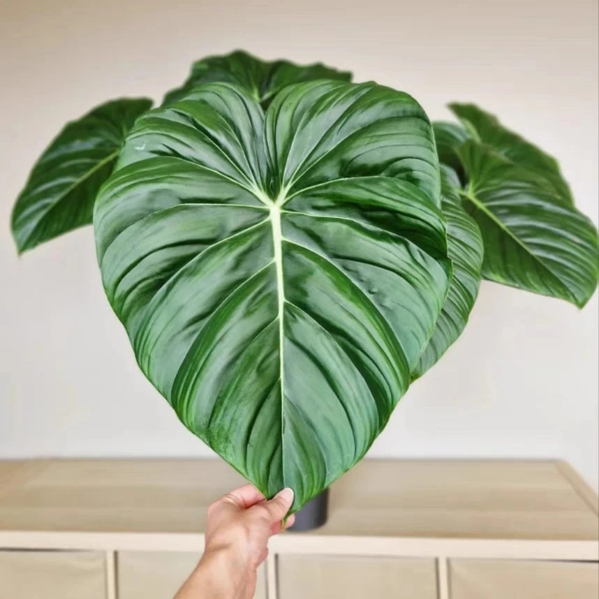 麦克道尔蔓绿绒 ins风网红北欧风进口绿植盆栽室内阳台观叶植物