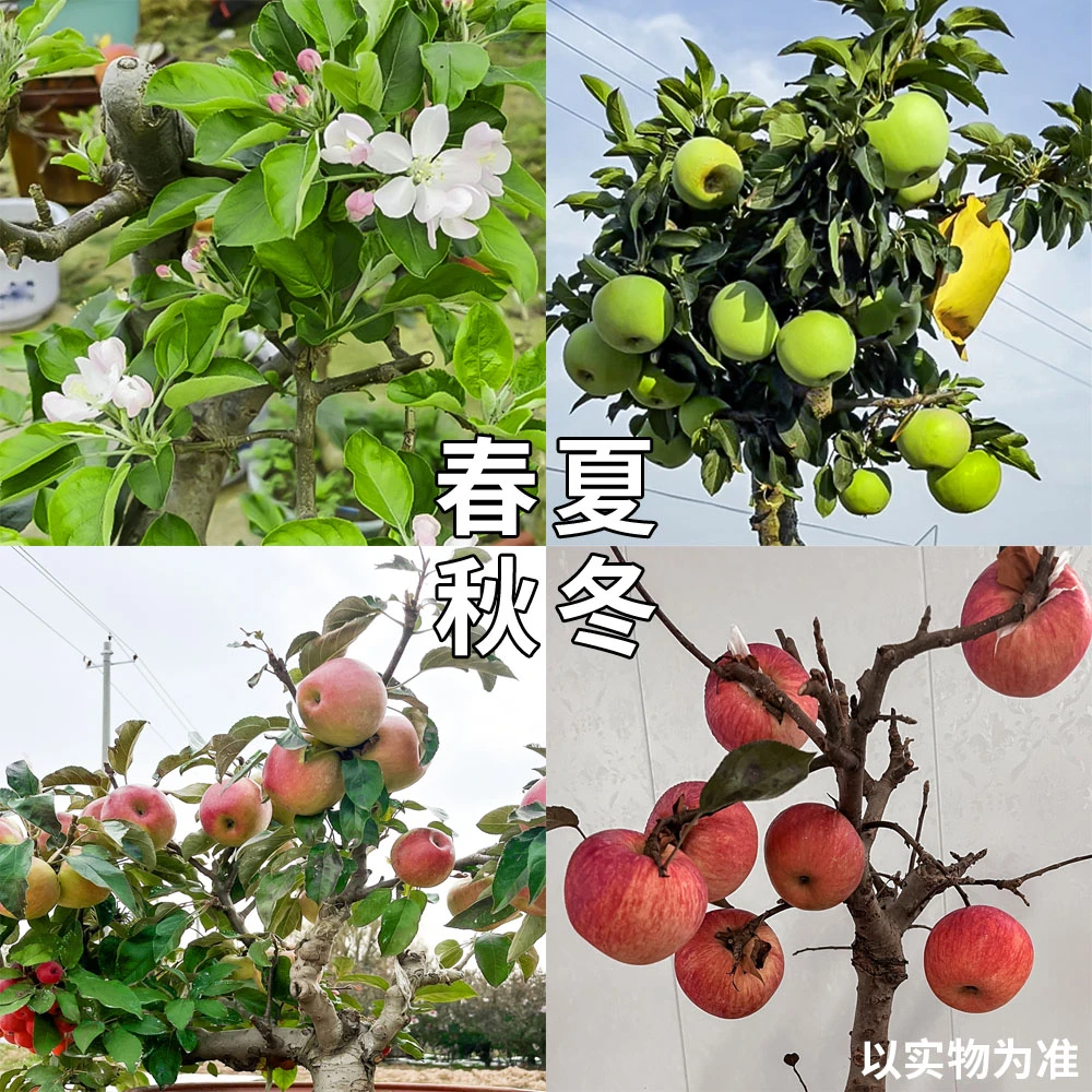 实拍 手把盆苹果盆景庭院植物观赏盆栽