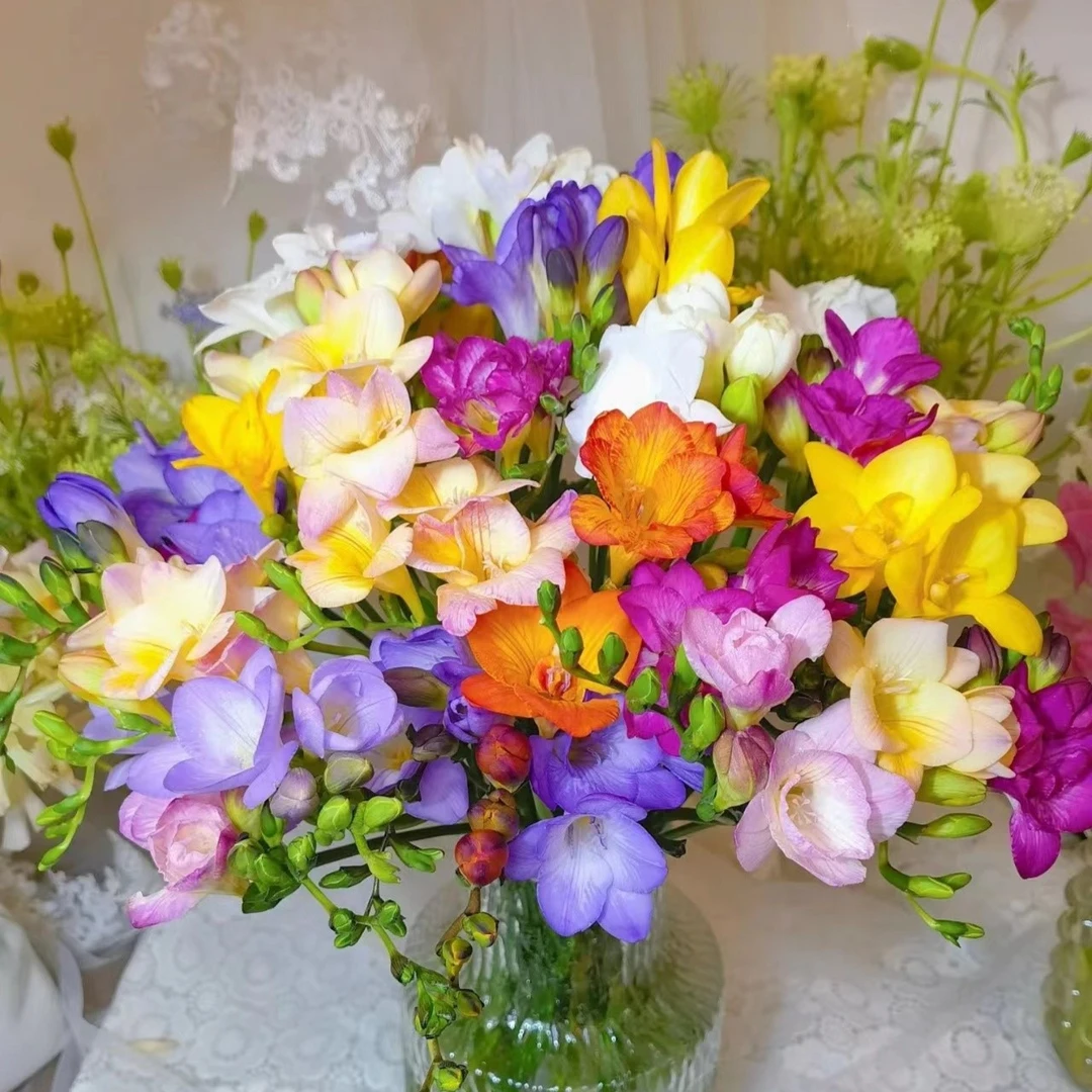 【香雪兰种球+下单送肥料】香雪兰种球四季开花好养活花卉阳台花香