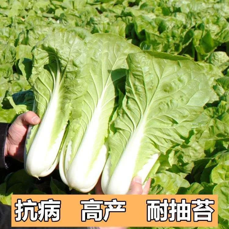 【四季奶油快菜】种子四季速生耐热简单播速生奶油快菜