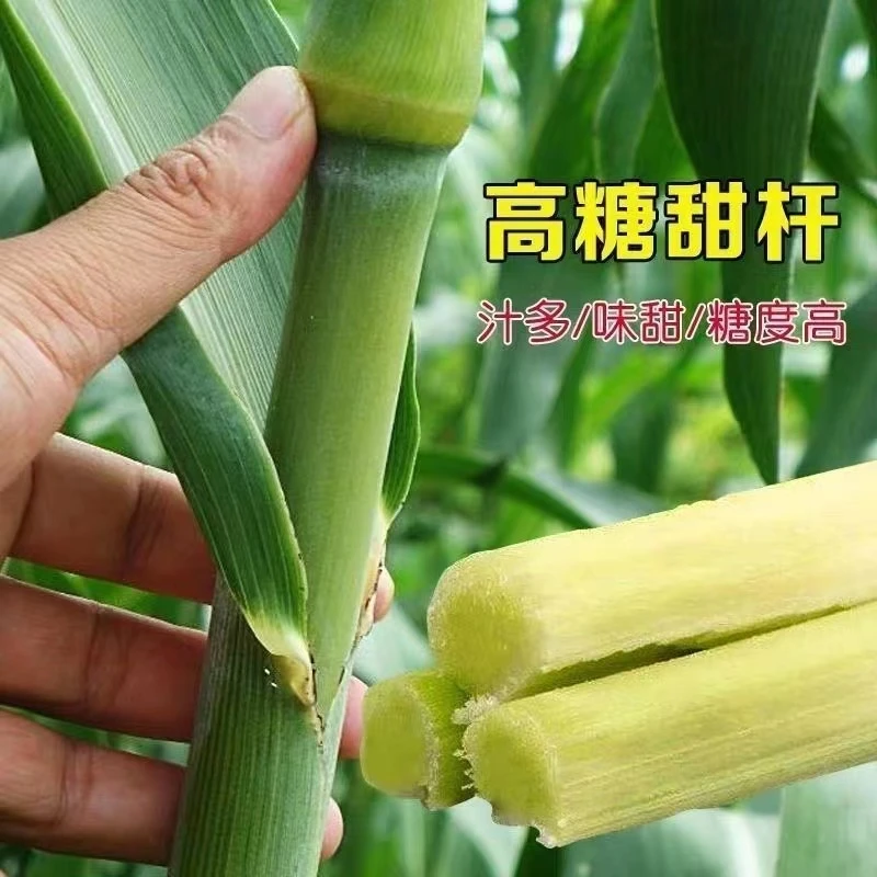 【甜杆种子】甜杆香甜可口水嫩多汁四季水果甜杆高粱杆正宗种子