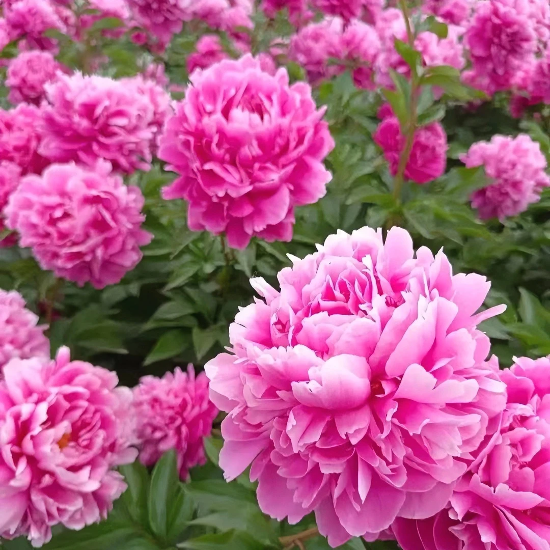 【芍药花种子】霸王花芍药种子四季可种花卉种子庭院盆栽种植阳台