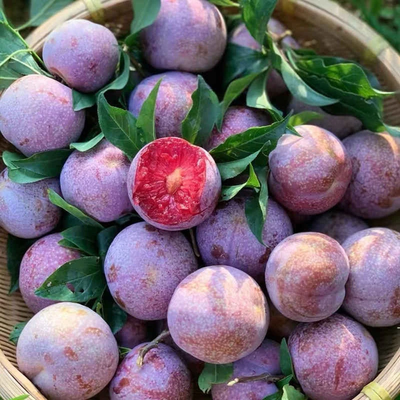 【福利中果】正宗钱排成熟酸甜新鲜爽脆多汁红心李子当季水果银妃李