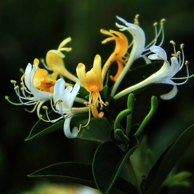 四季金银花树苗盆栽药用食用爬藤植物花卉室内五彩金银花盆景老桩