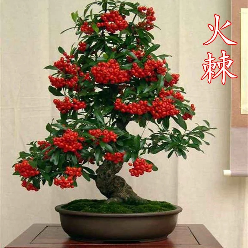 火棘吉祥果叶片一年四季长青田园土栽种喜水喜阳