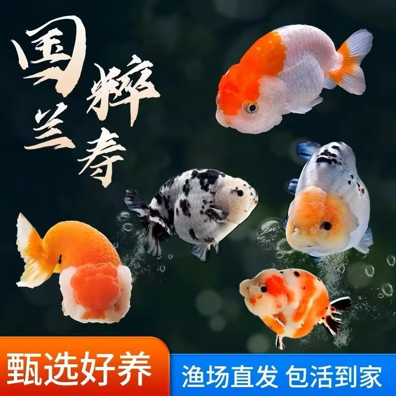 金鱼 金鱼 精品金鱼兰寿玛丽泰狮金鱼