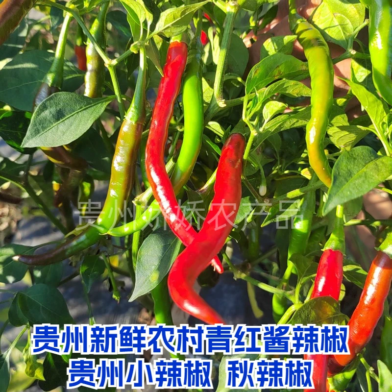 贵州农产品本地新鲜红辣椒鱼秋小特香辣农家自种泡椒红辣椒1斤装