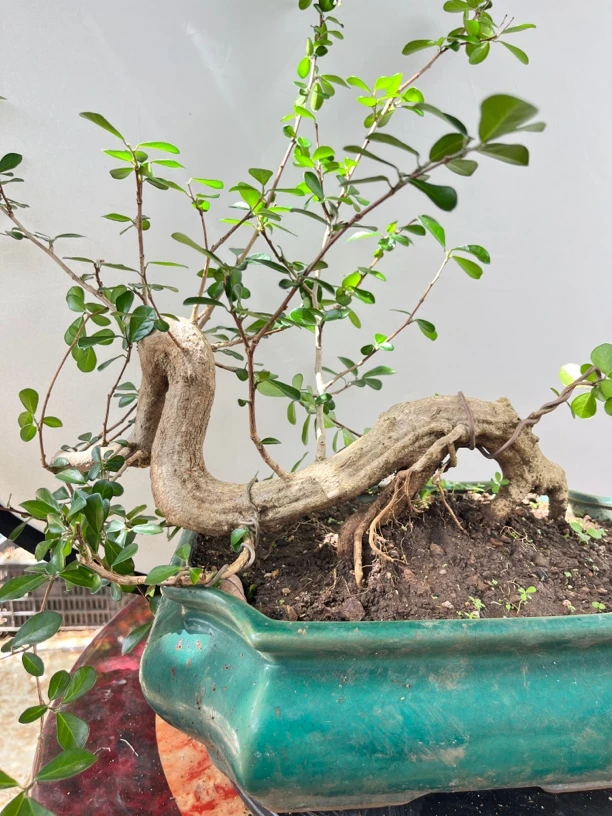 海南儋州博兰盆景