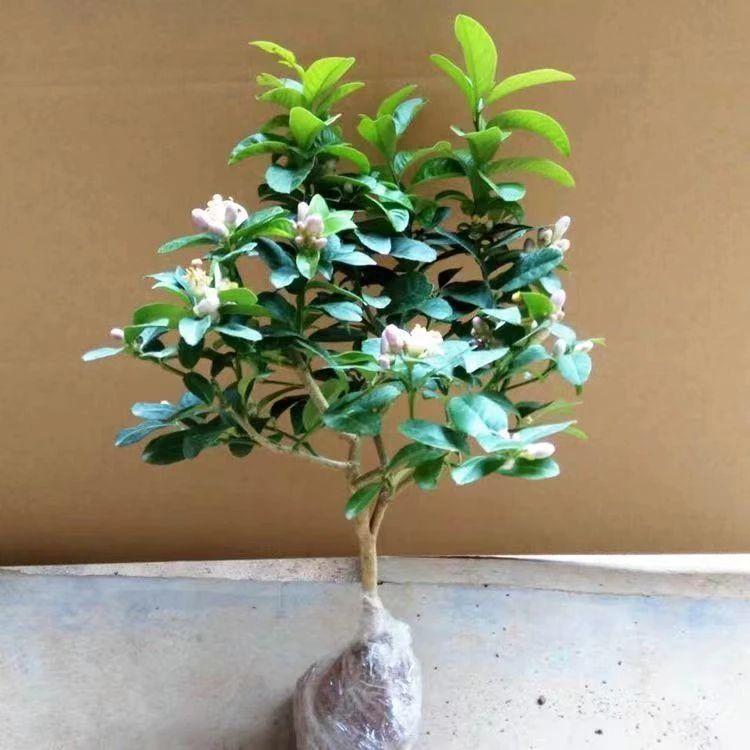 香水柠檬树苗盆栽地栽水果树苗当年结果南方北方种植阳台庭院