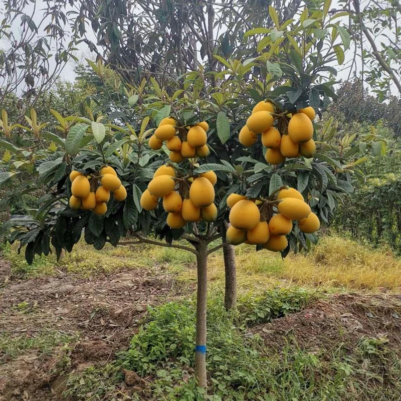 枇杷树苗树嫁接无核南北方种植果树果苗砂糖大五星枇杷苗当年结果