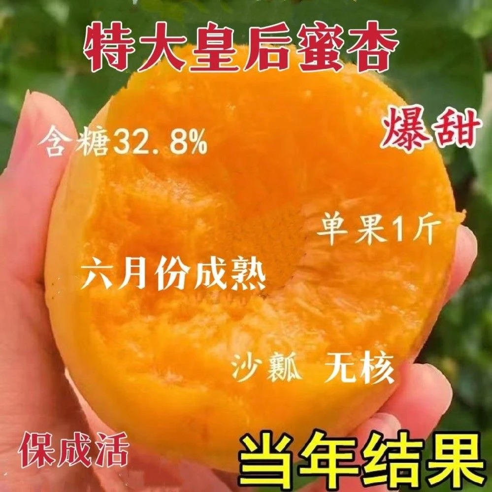 杏树苗嫁接特大皇后蜜杏纯甜盆栽地栽耐寒耐旱南北方种植当年结果