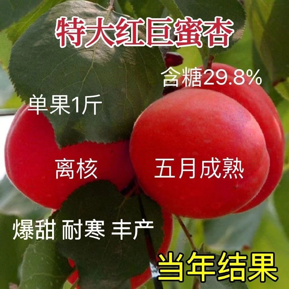 纯甜特大果嫁接巨蜜红杏树苗地栽耐寒盆栽适合南北方种植当年结果
