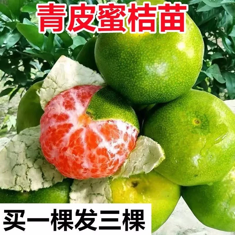 新品种青皮桔子苗 九月成熟 单果160克 甜度23% 当年结果桔子苗
