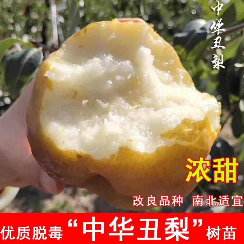 梨树苗嫁接中华丑梨果树苗南北方盆栽地栽庭院种植抗寒耐旱果树苗