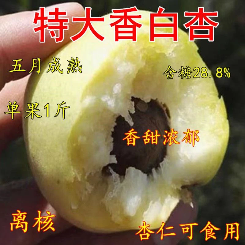 杏树苗正宗嫁接香白杏子苗新款耐热耐寒盆栽地栽南北种植当年结果