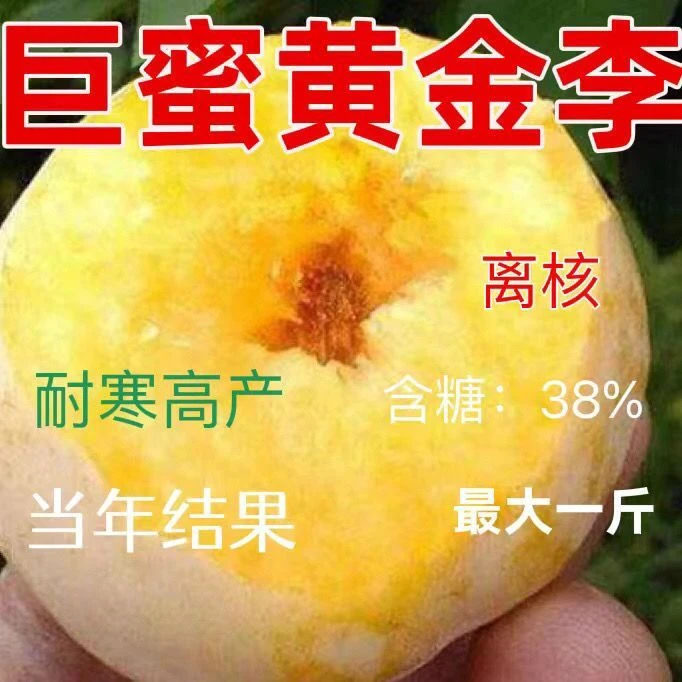 新品种李子树苗巨蜜黄金李嫁接脱骨无核早熟晚熟南方北方种植耐寒