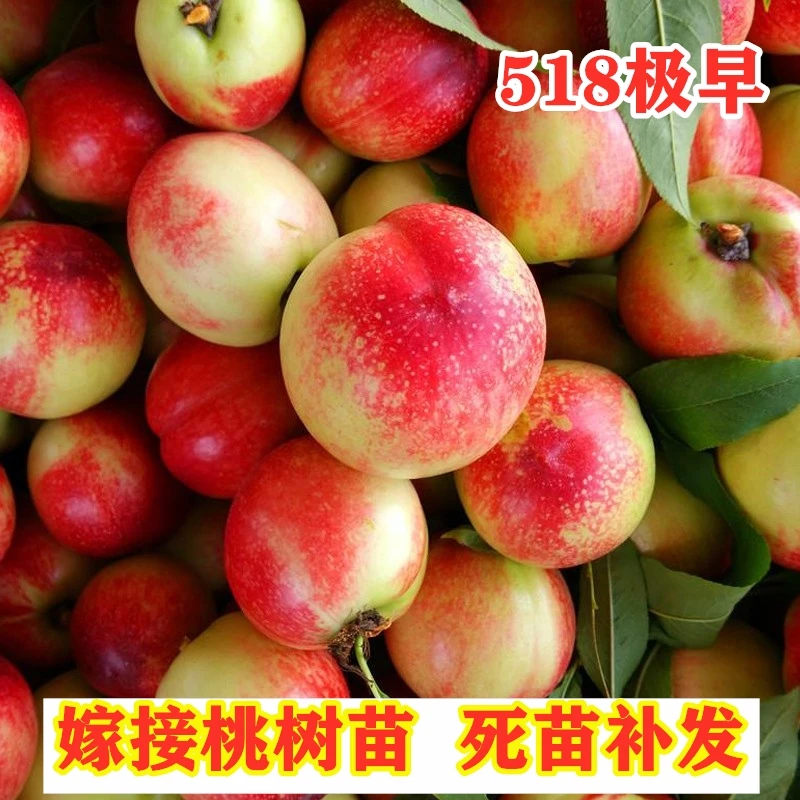 嫁接518黄金油桃苗南方北方种植极早熟油桃果树盆栽地栽当年结果