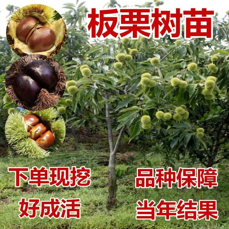 板栗树苗嫁接大红袍板栗苗 八月红板栗果树苗南北方庭院种植耐寒
