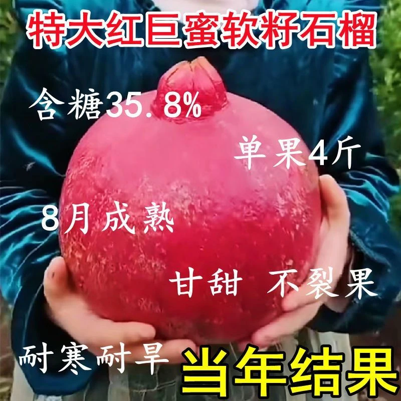 特大红巨蜜软籽石榴树苗新品种软籽红石榴树苗南北方种植盆栽地栽