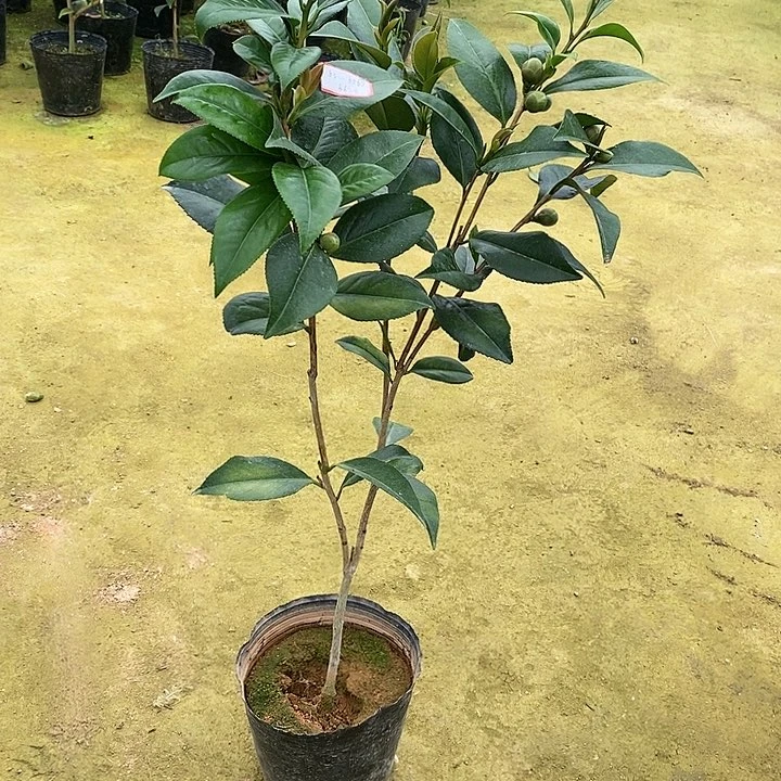 正黄旗 一物一拍