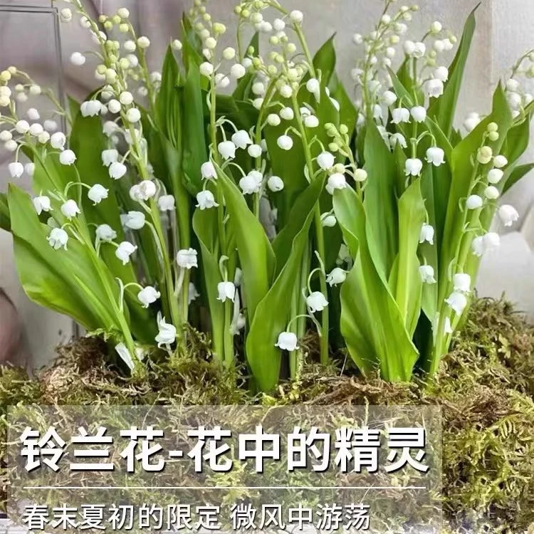 香水铃兰花苗带芽浓香型花卉绿植阳台室内花卉多年生耐寒植物早春