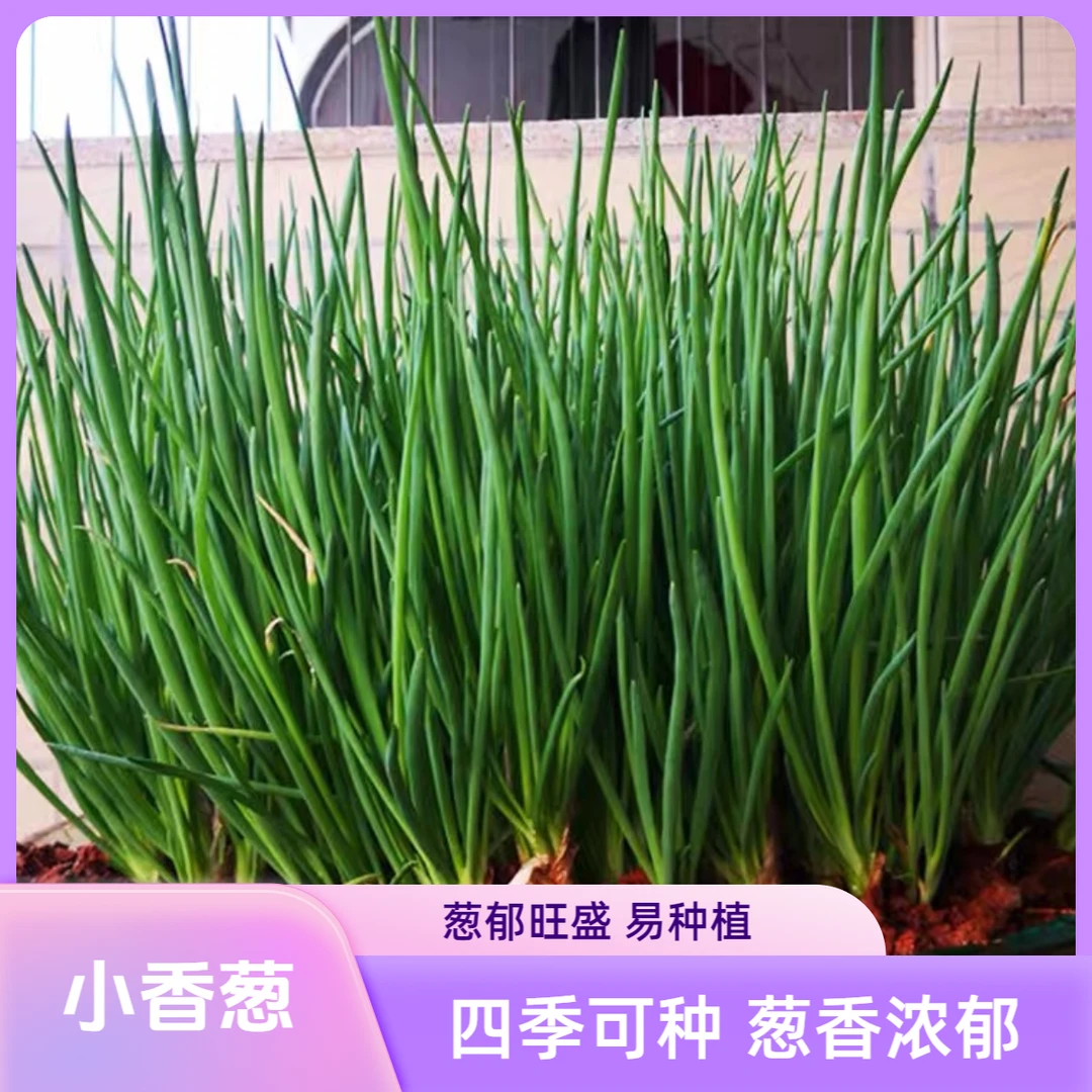 四季小香葱籽种子清香易种小葱种子家庭菜种植阳台室内盆栽葱种植