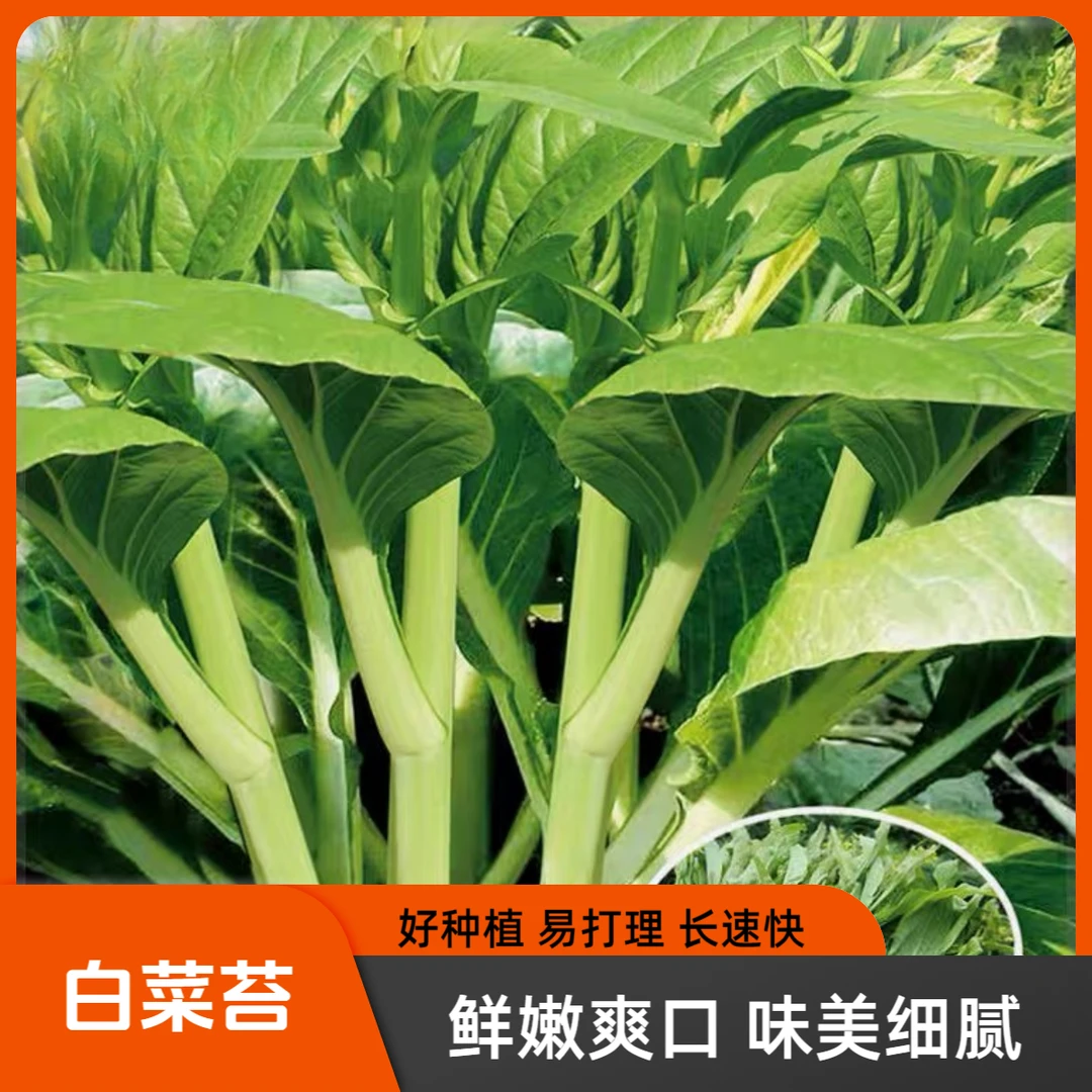 甜脆播种白菜苔种子菜种秋冬季种白菜心种孑蔬菜种四季菜薹种籽