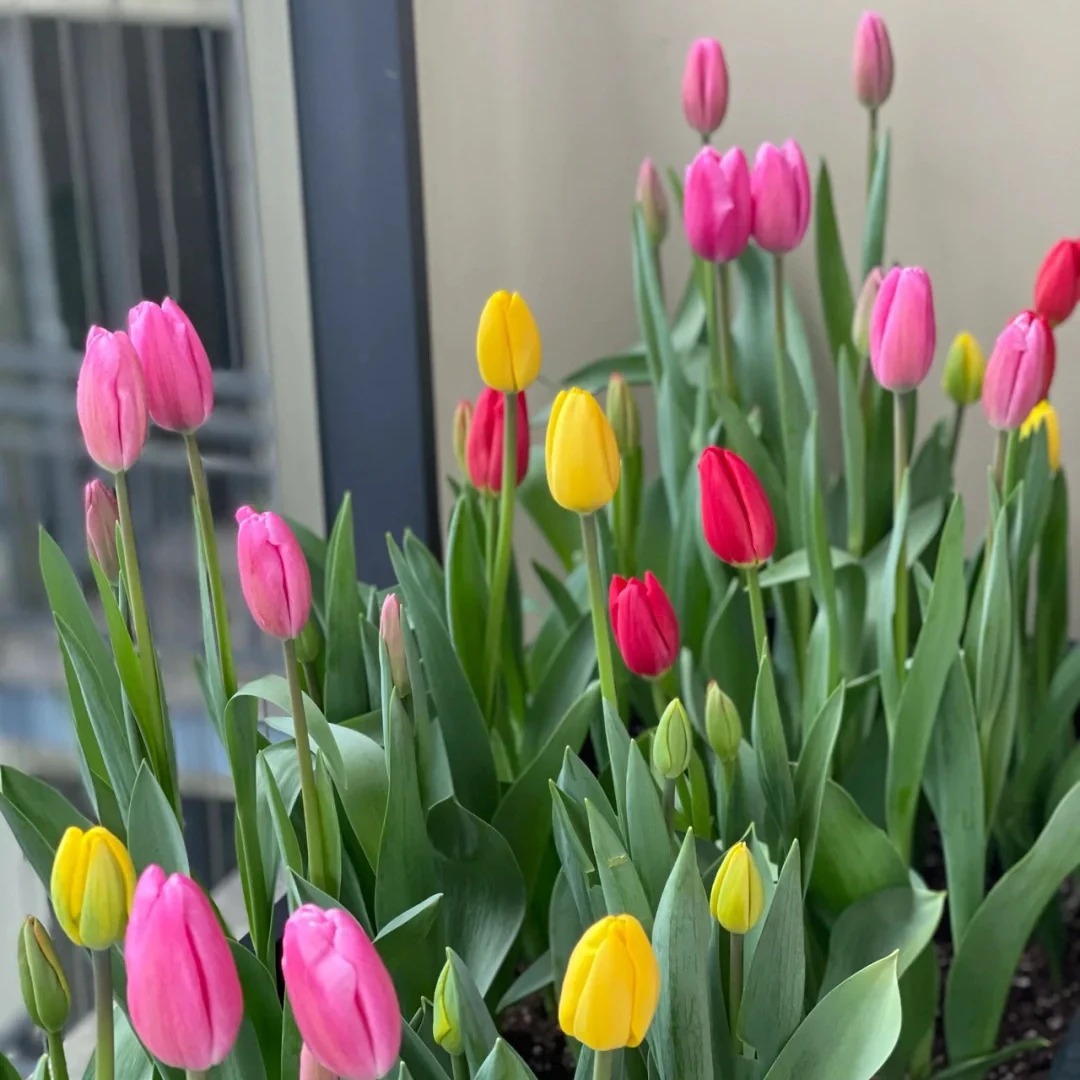 进口郁金香种球现货对版5度球重瓣单瓣种子粉色水培土培盆栽地栽