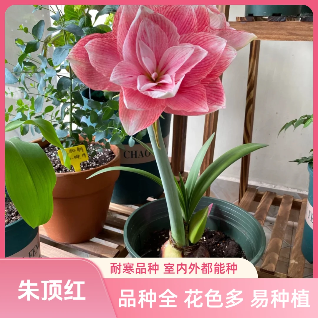 重瓣朱顶红荷兰耐寒特大种球多年生四季易种阳台花园庭院盆栽花卉