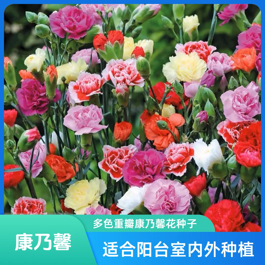 多色重瓣康乃馨花种子耐热耐寒多年生好种四季开花盆栽阳台室内外