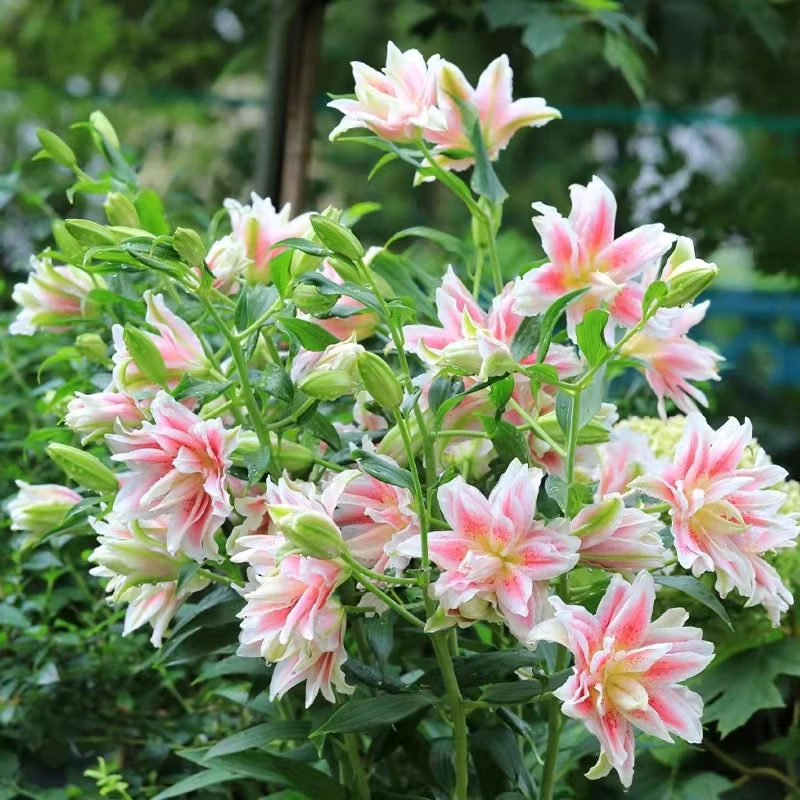 百合种球香水百合花种球带芽大球百合种子花卉植物室内盆栽多年生