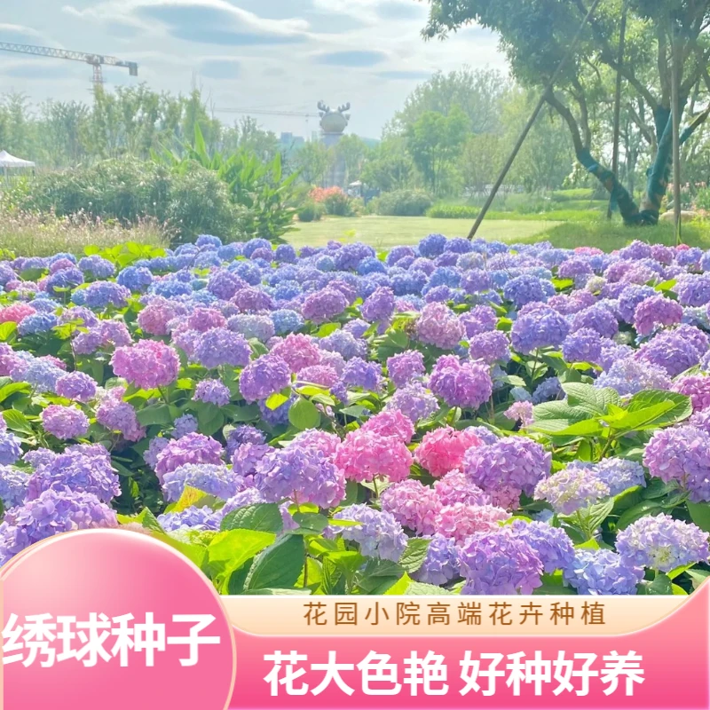 清香型无尽夏绣球花种子花卉种籽多年生花籽易活盆栽庭院四季种植