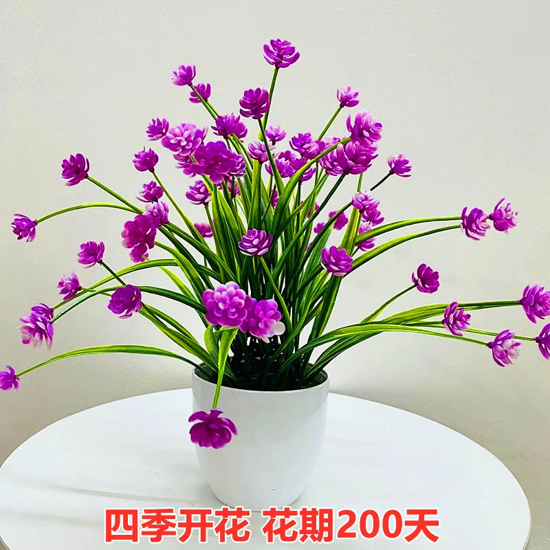 浓香大花满天星 四季开花 耐寒植物花卉绿植盆栽室内阳台好养的花
