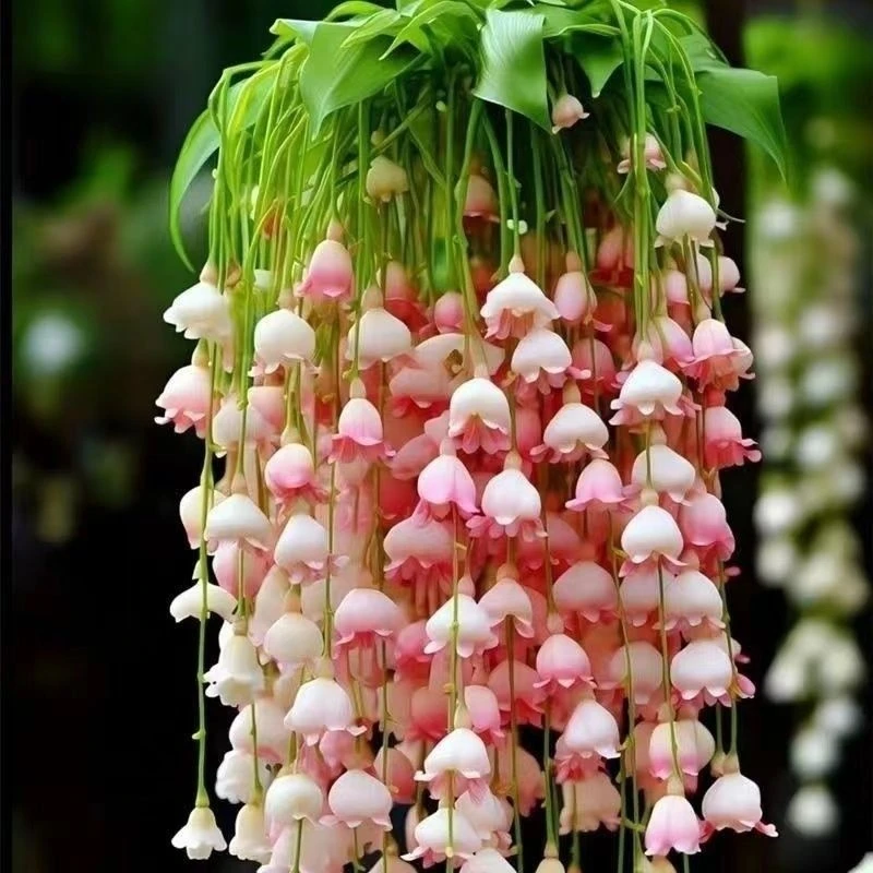 铃兰花盆栽驱蚊室内办公室绿植名贵耐热盆栽好养阳台花卉垂吊植物