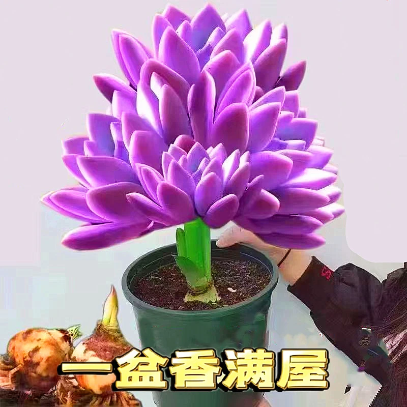 【月月开花】紫东来盆栽绿植花卉大全南北好养室内外阳台大花懒人花
