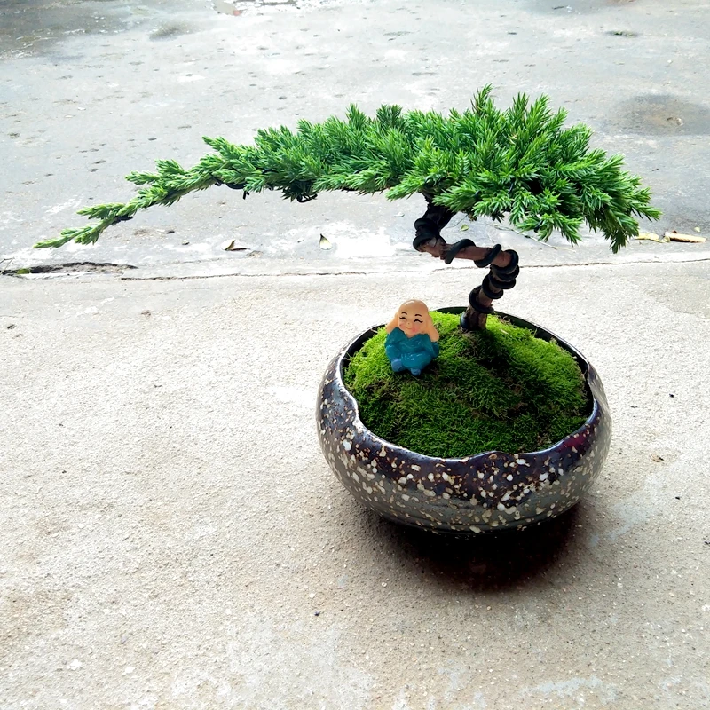 一物一拍 地柏盆景造型罗汉松