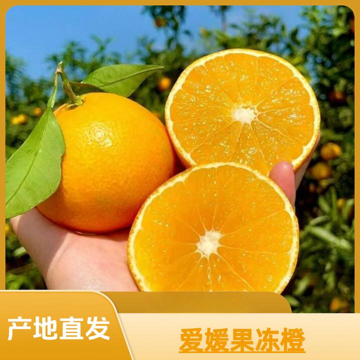 四川眉山爱媛果冻橙2024新果爱媛38号