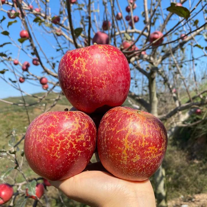 大凉山丑苹果爽脆多汁现摘现发【坏果包赔】