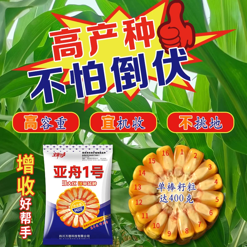 正品亚舟1号国审高产抗倒伏活杆成熟耐旱粮食玉米矮杆玉米种子