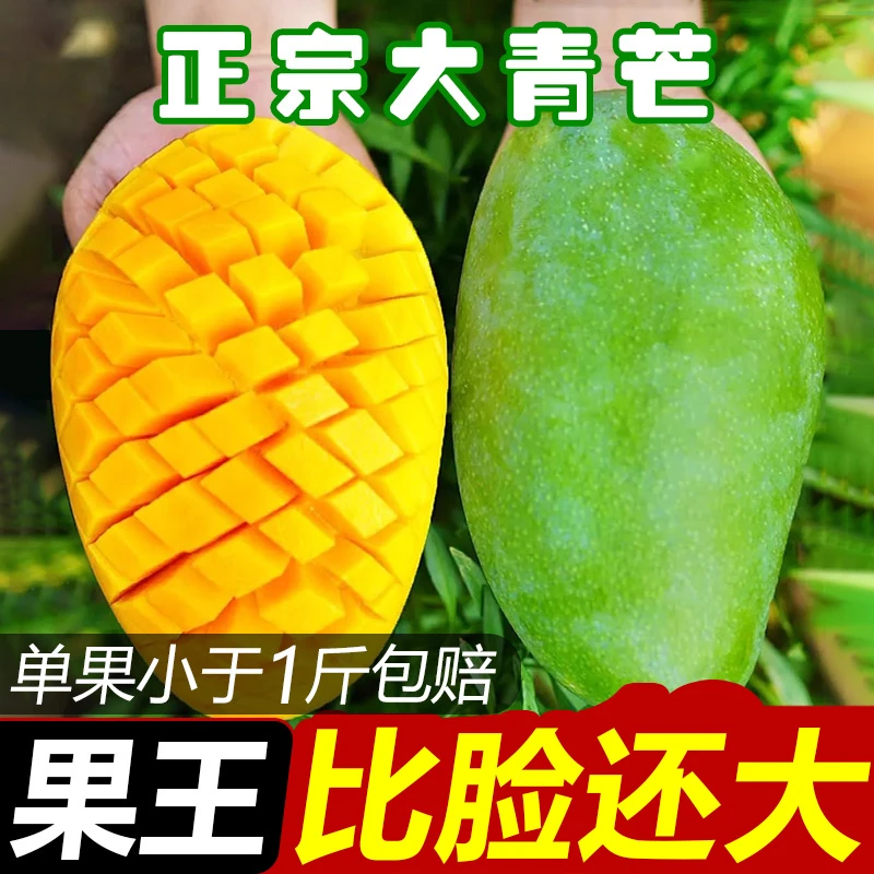 【放软食用】云南大青芒果王芒果肉厚多汁单果400-600克带箱5斤ty