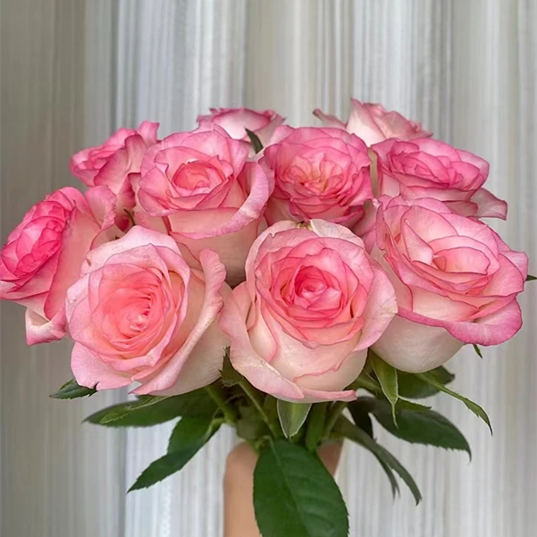 『艾莎玫瑰』家居养花 单头玫瑰 全场任意满两单及以上鲜花 顺丰包邮 送花瓶一个 再送一份保温棉发货