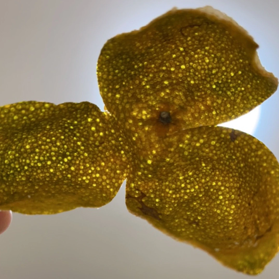 2023年新会小冈圈枝大红皮天然生晒500克