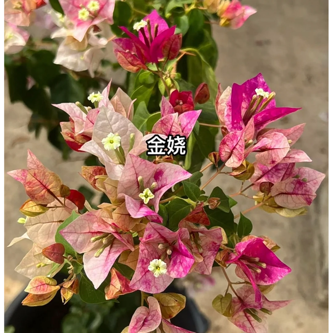 {娆} 嫁接盆苗 爬藤飘枝垂吊