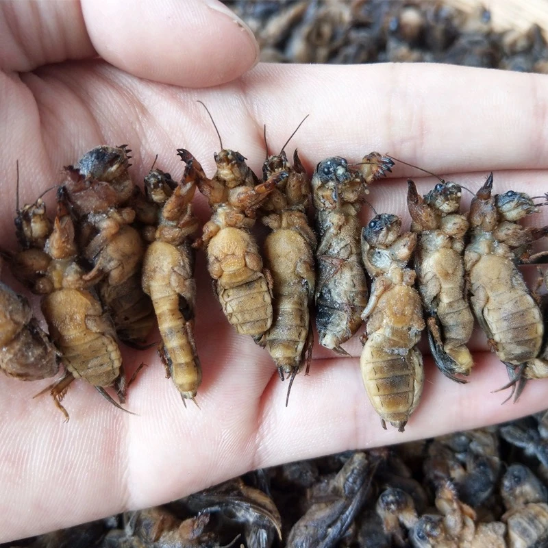 新鲜速冻蝼蛄精选蝲蝲蛄土狗仔食用昆虫顺丰包邮1斤/3斤/5斤