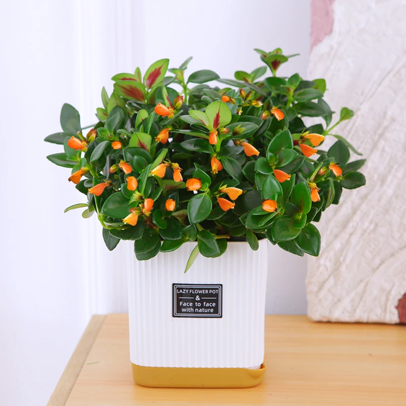 金鱼吊兰【送肥料】盆栽发货室内好养耐旱的花卉