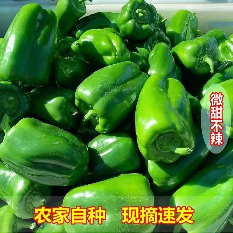 【草帽农业】现摘现发新鲜太空椒3斤装