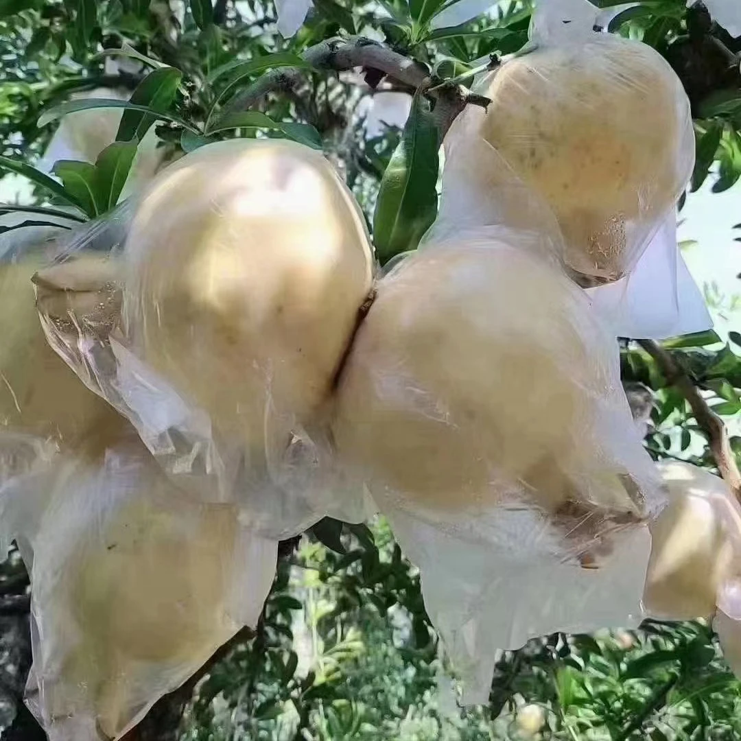 怀远石榴:现采现摘，白花玉石籽石榴，新鲜到带叶发，一箱十斤装连箱